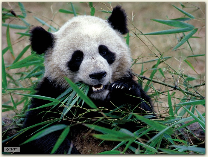 Giant Panda, China